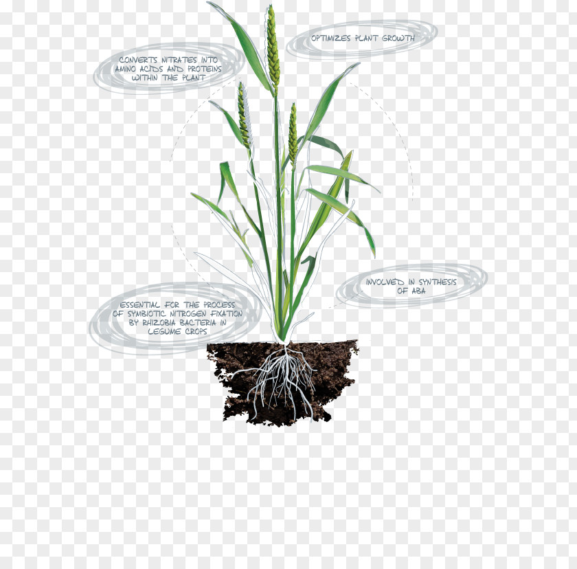 Plant Micronutrient Deficiency Nitrogen PNG