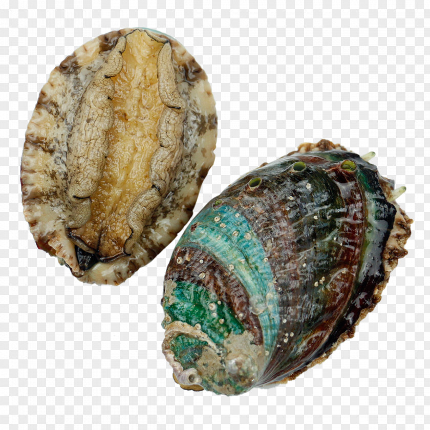 Abalone Physical Map Sea Cucumber As Food Buddha Jumps Over The Wall Seafood Price PNG