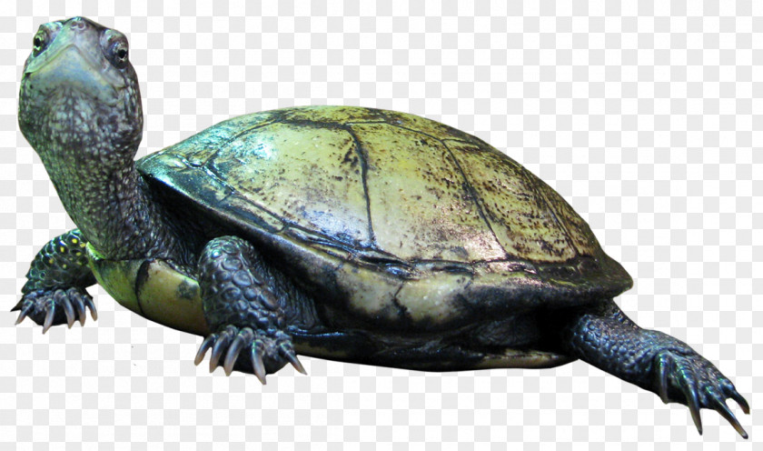 Amphibian Box Turtle Reptile Tortoise PNG