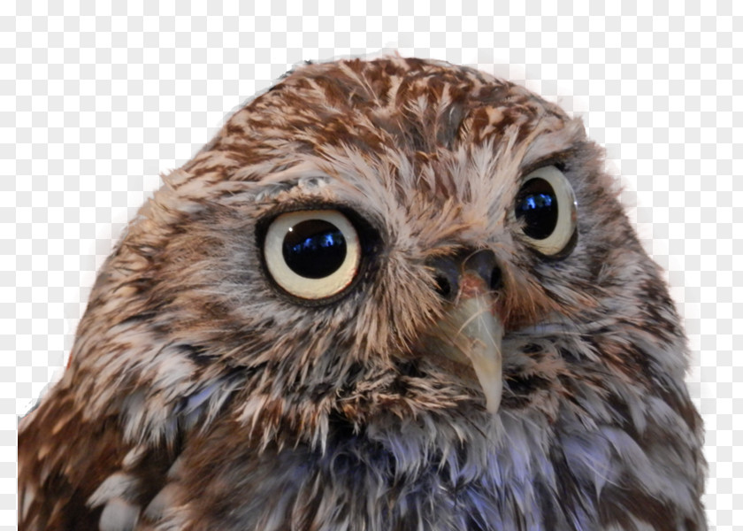 Bird Clip Art Desktop Wallpaper True Owl PNG
