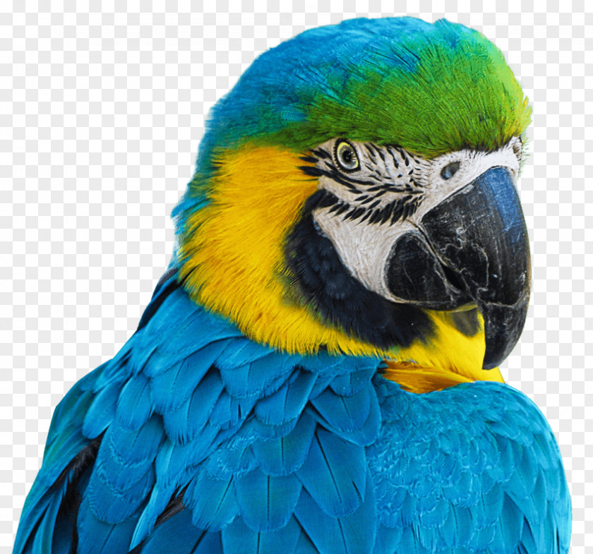 Bird Cockatiel Cockatoo PNG