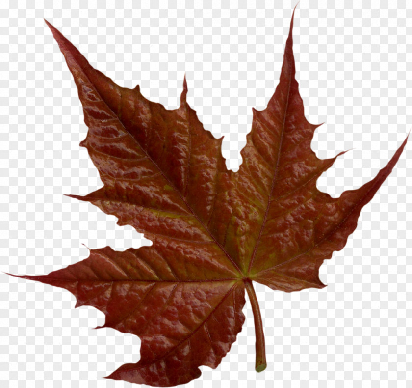 Brown Leaves Maple Leaf Collage Clip Art PNG