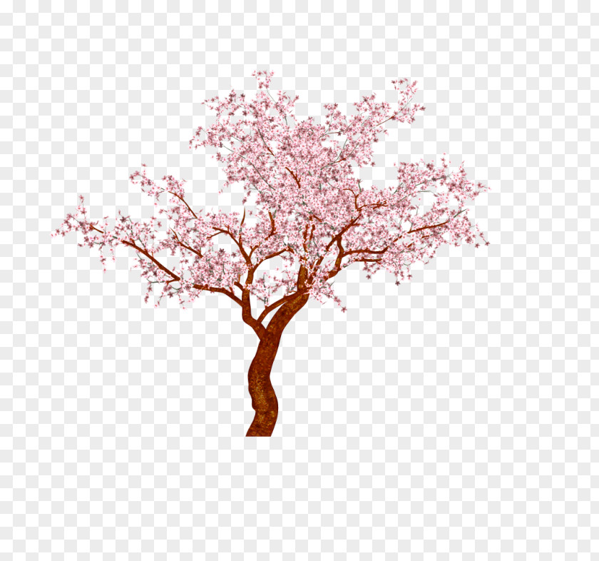 Cherry Blossom Bonsai Chinese Sweet Plum Tree PNG