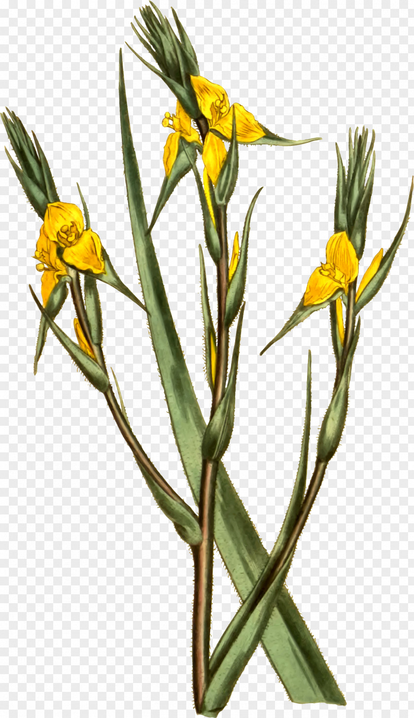 Flower Philydraceae Philydrum Botany Helmholtzia PNG