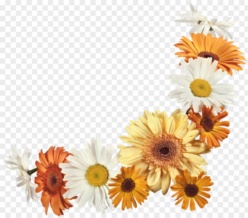 Gerbera Cut Flowers Floral Design Flower Bouquet Transvaal Daisy PNG