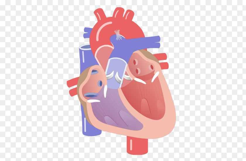 Heart Anatomy Valve Cardiac Cycle Diagram PNG