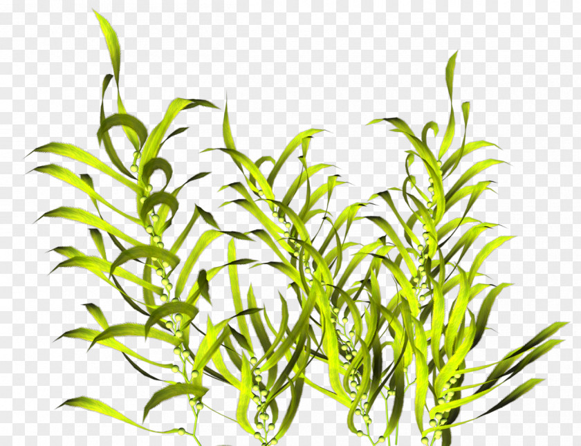 Plant Aquatic Plants Seaweed PNG