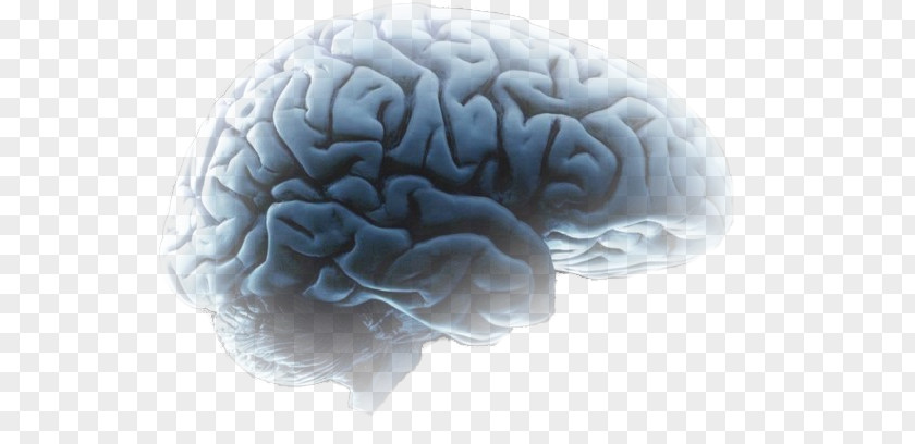 Cerebro Agy Brain Mind Neuroscience Speech PNG