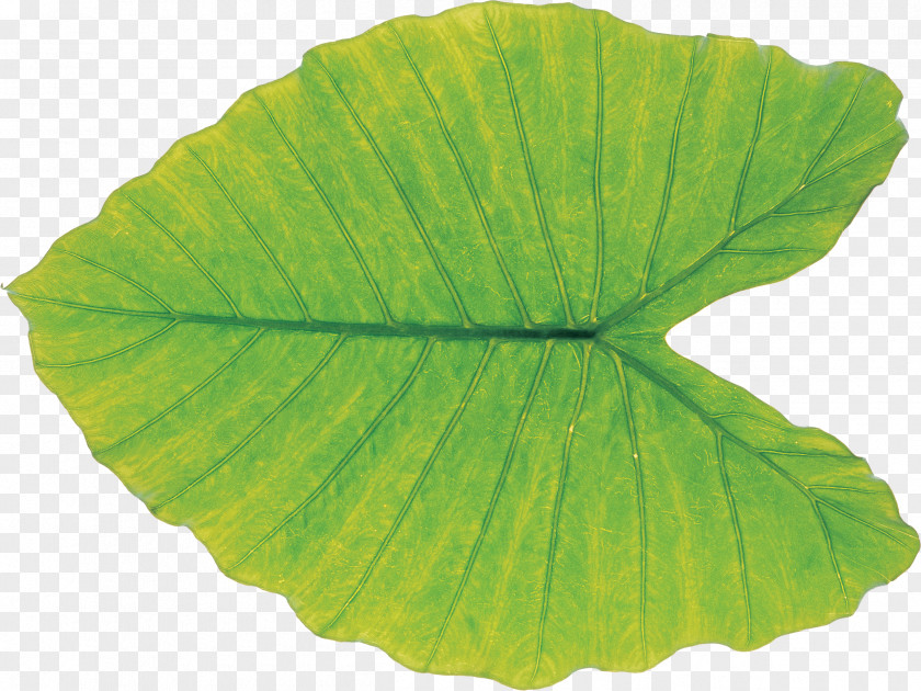 Leaf Green Plant Pathology PNG