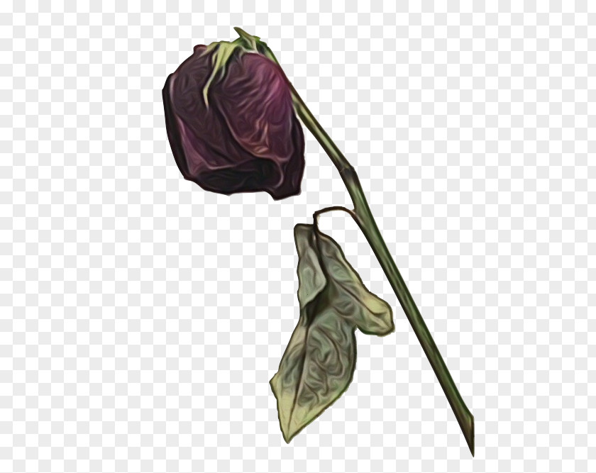 Morning Glory Vegetable Percy Jackson PNG