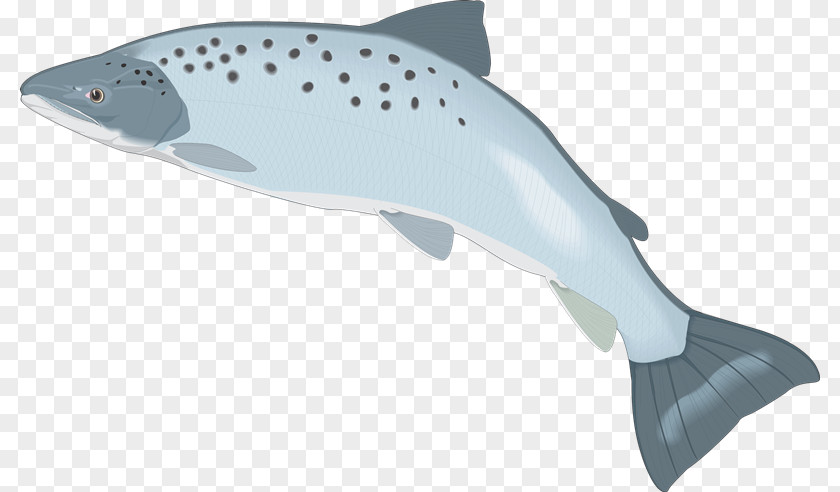 Peces Shark Porpoise Cetacea PNG