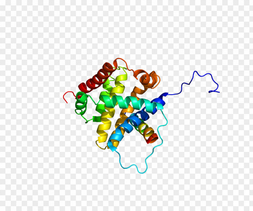 Protein BCL2L11 Bcl-2 Family BCL2-like 1 PNG