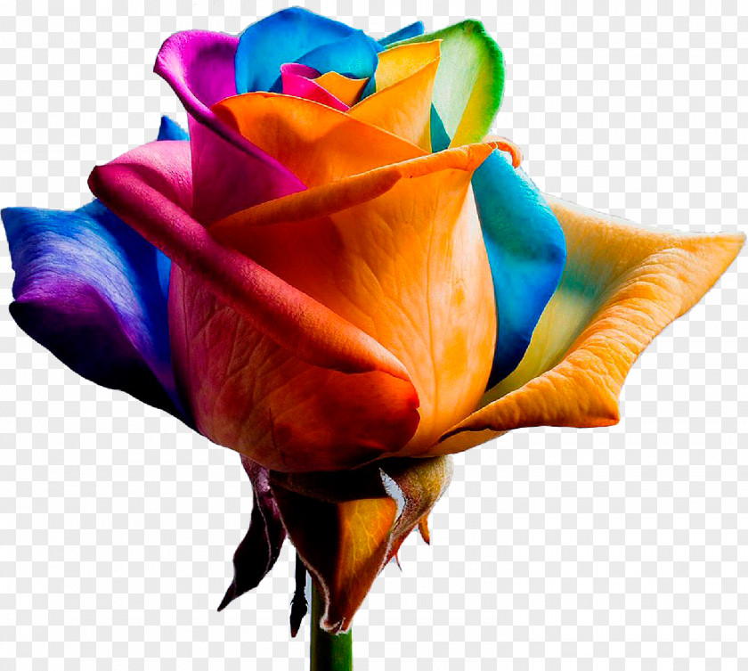 Rose Flower Color Photography PNG