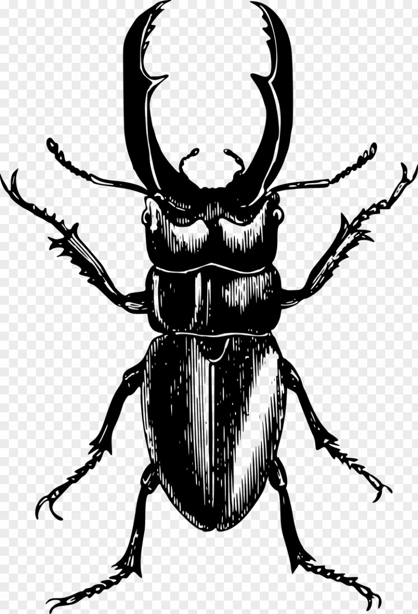 Beetle Stag Clip Art PNG