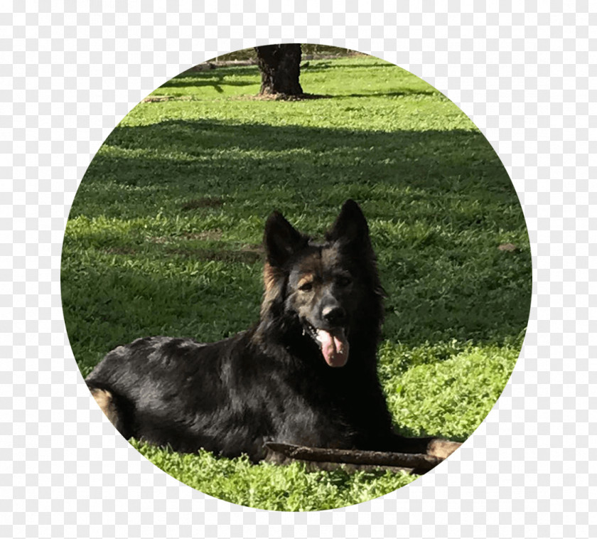 German Shepherd King Shiloh Dog Obedience Training Breed PNG