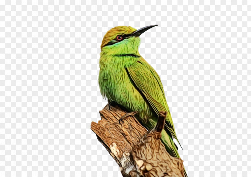 Hummingbirds Birds Bee-eater European Beak PNG