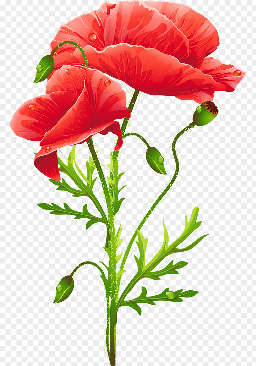 Poppies Martinborough Common Poppy Watercolor Painting Vase With Red PNG