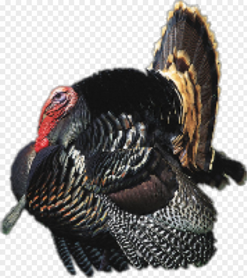Thanks Giving Chicken Guineafowl Ocellated Turkey Hunting PNG