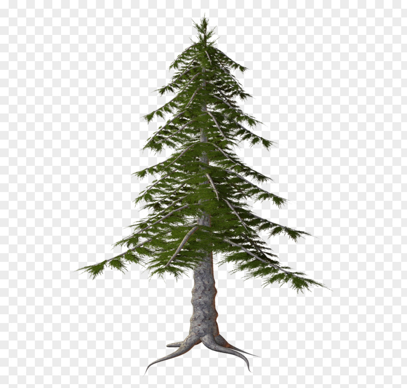 Twig Silvertip Fir Christmas Black And White PNG