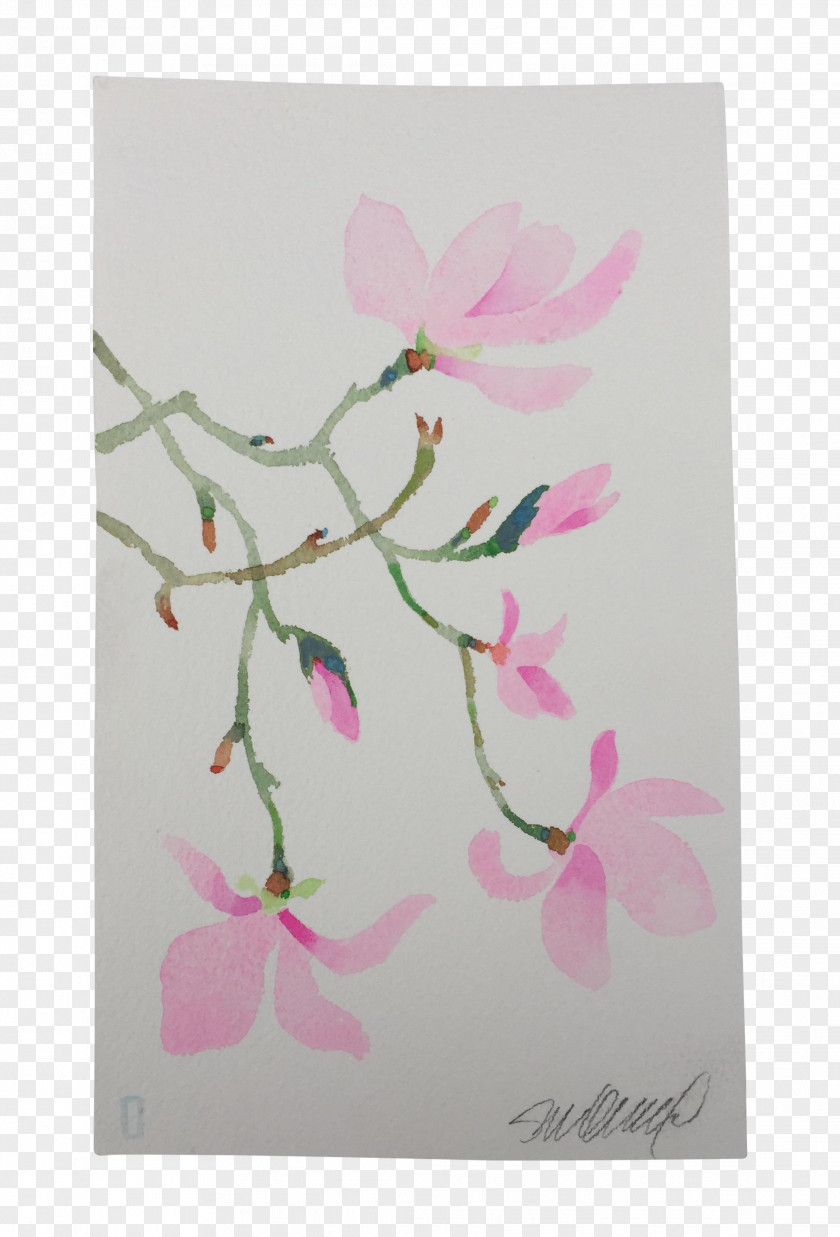 Watercolor Pink Magnolia Flower Floral Design Pollinator Petal Plant Stem PNG
