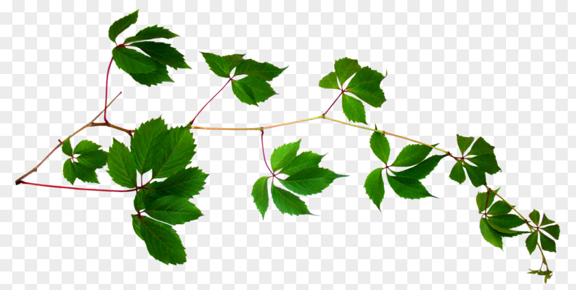 Plant Vine Stem Leaf PNG