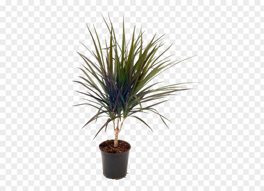 Plant Yucca Rostrata Houseplant Tree PNG