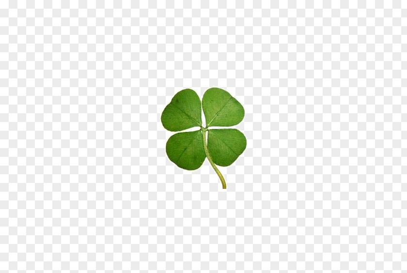Clover Four-leaf Luck Keychain PNG