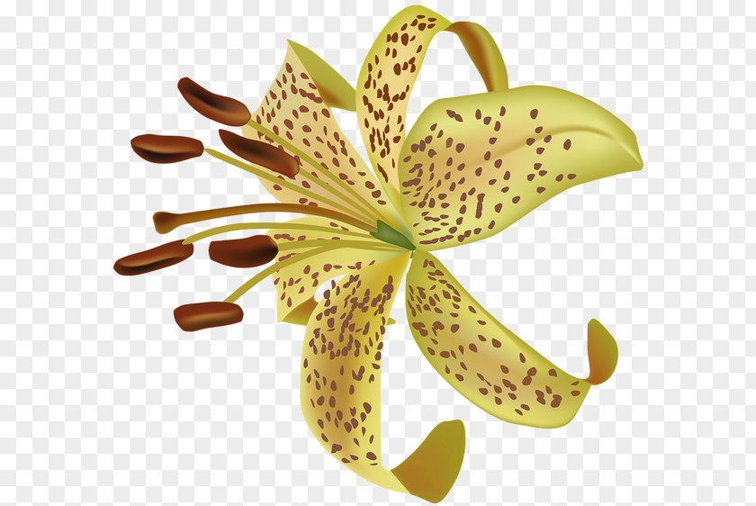 Exotic Flower Clip Art PNG