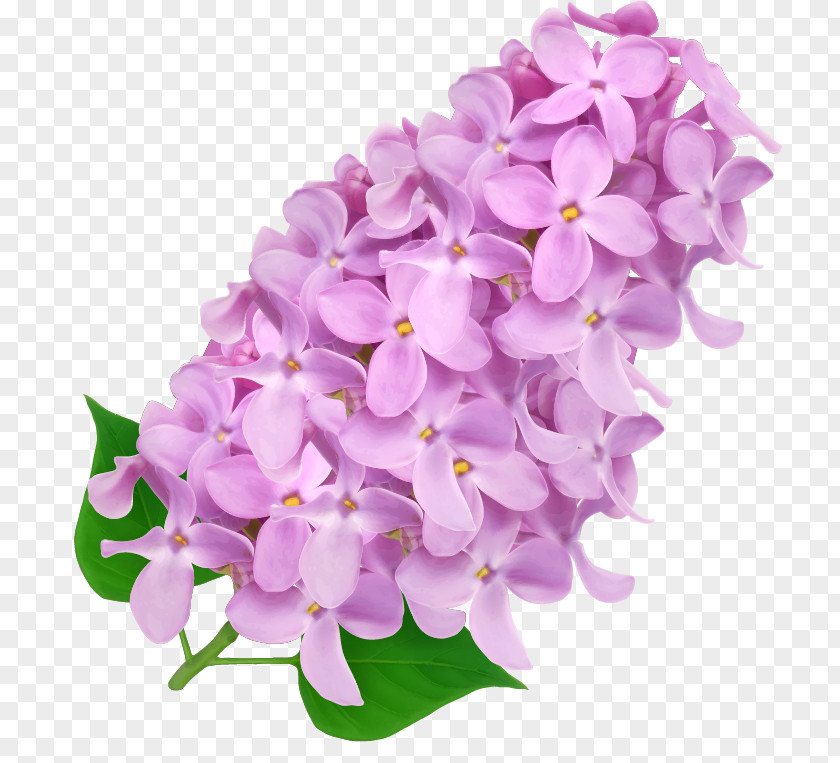 Hyacinth Flower Design Image Vector Graphics PNG