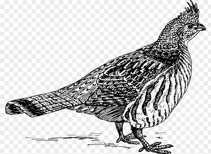 Quail English Setter Bird Grouse Clip Art PNG