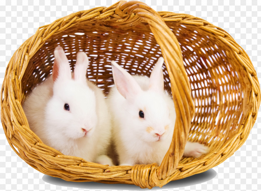 Basket Bunny Rabbit Download High-definition Television Wallpaper PNG