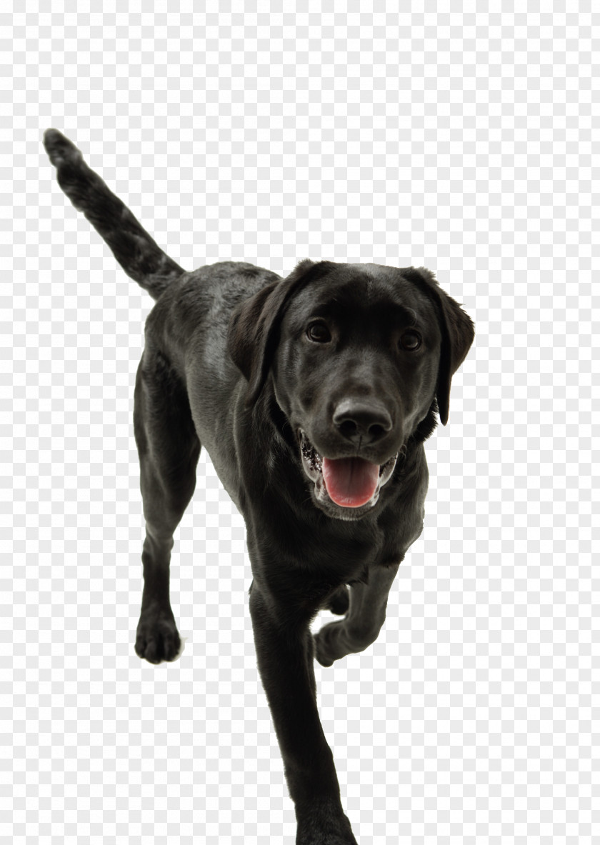 Dogs Labrador Retriever Golden German Shepherd Puppy Pet PNG