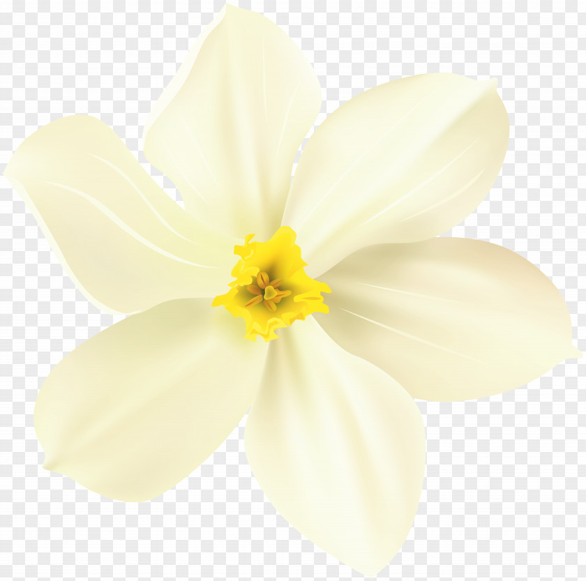 Flower Spring Narcissus Close-up PNG