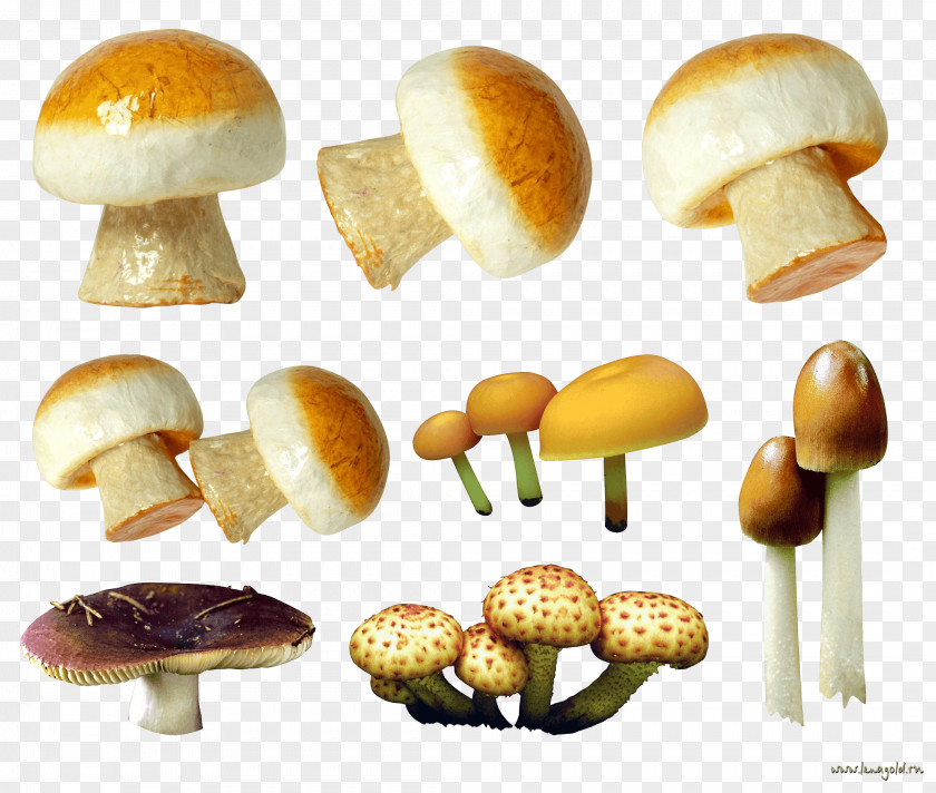 Mushroom Image Fungus PNG