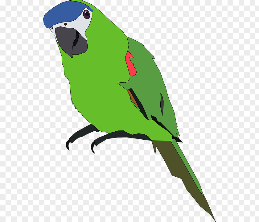 Parrot Bird Budgerigar Clip Art PNG