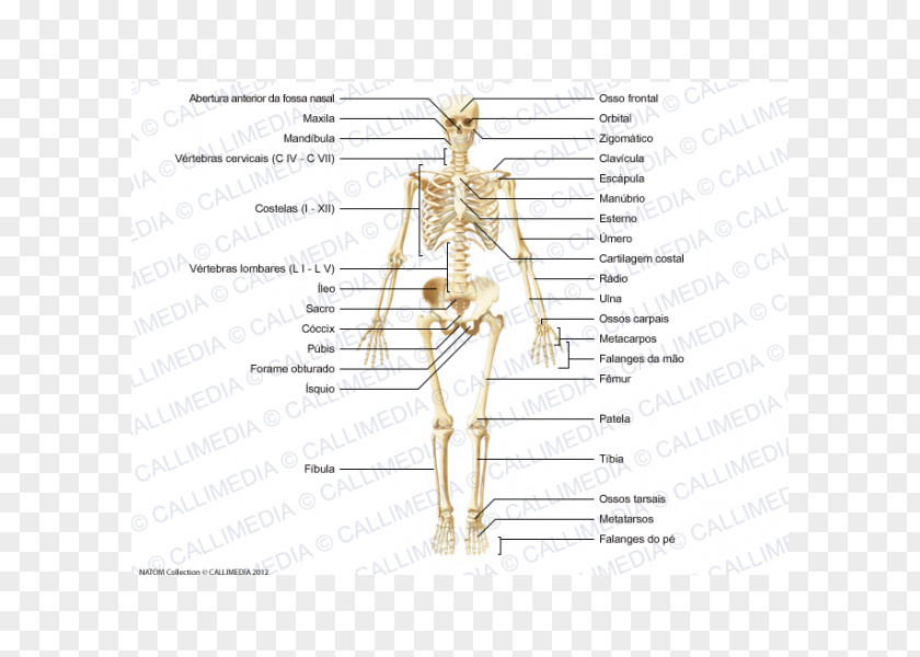 Sacrum Homo Sapiens Muscle Bone Human Skeleton Body PNG