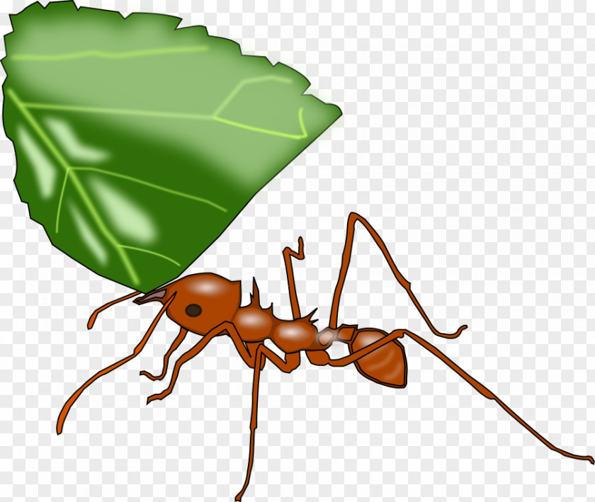 Antarctica Clipart Leafcutter Ant Atta Cephalotes Clip Art PNG