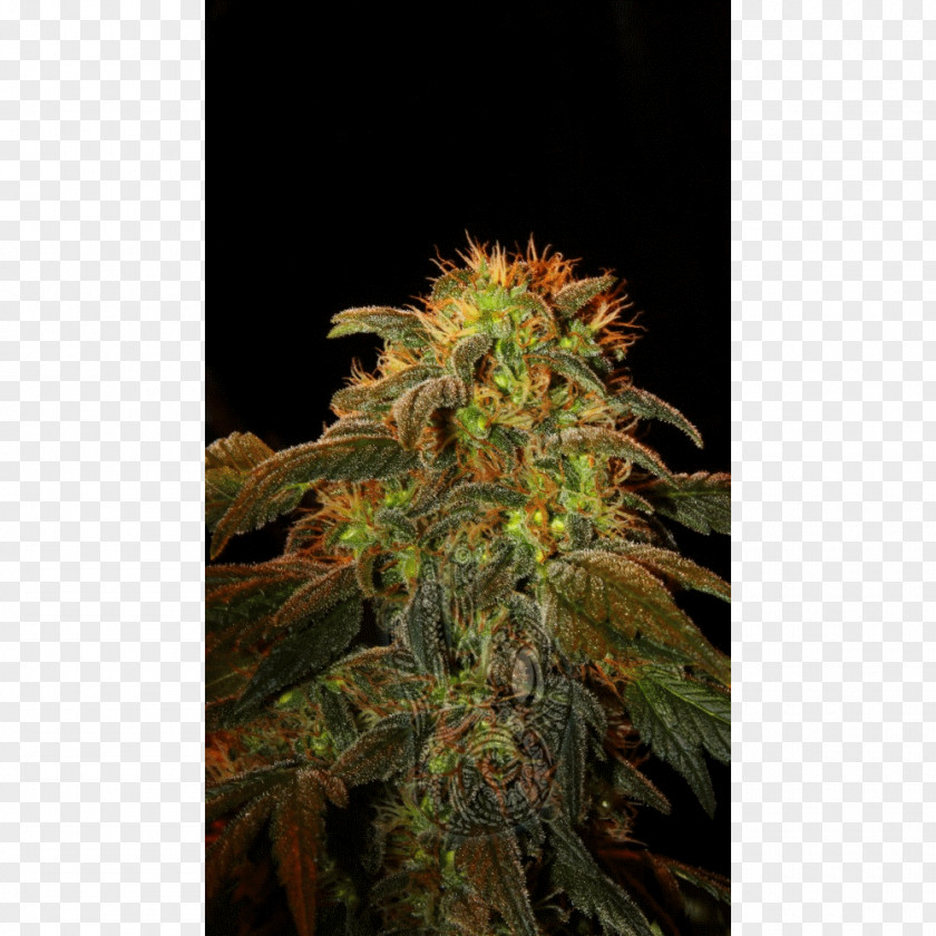 Black Mountain Kush Cultivar Seed Hybrid Plant PNG