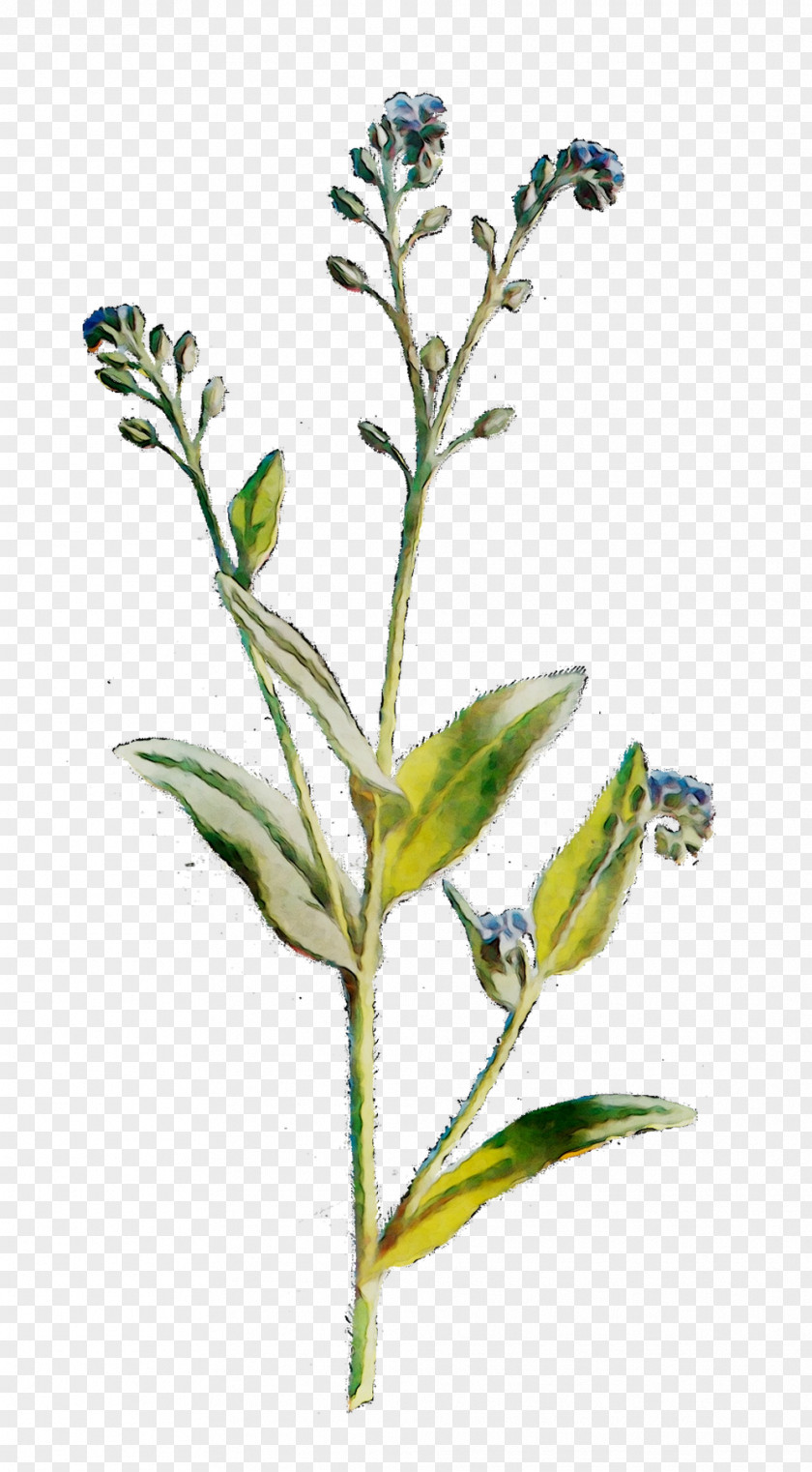 Flowering Plant Stem Subshrub Herb PNG