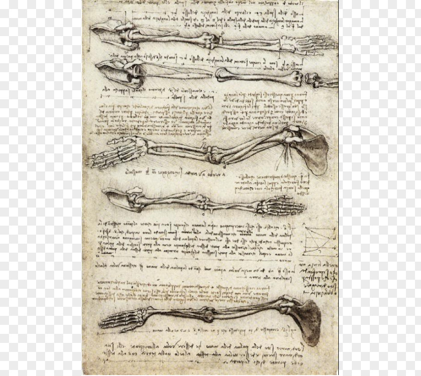 Leonardo Da Vinci Codex On The Flight Of Birds Painting Drawing Anatomy Study PNG