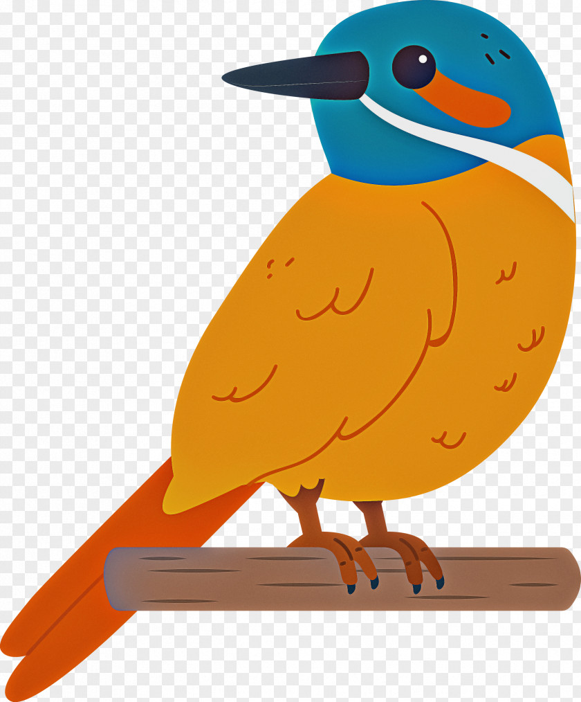 Beak Orange S.a. PNG