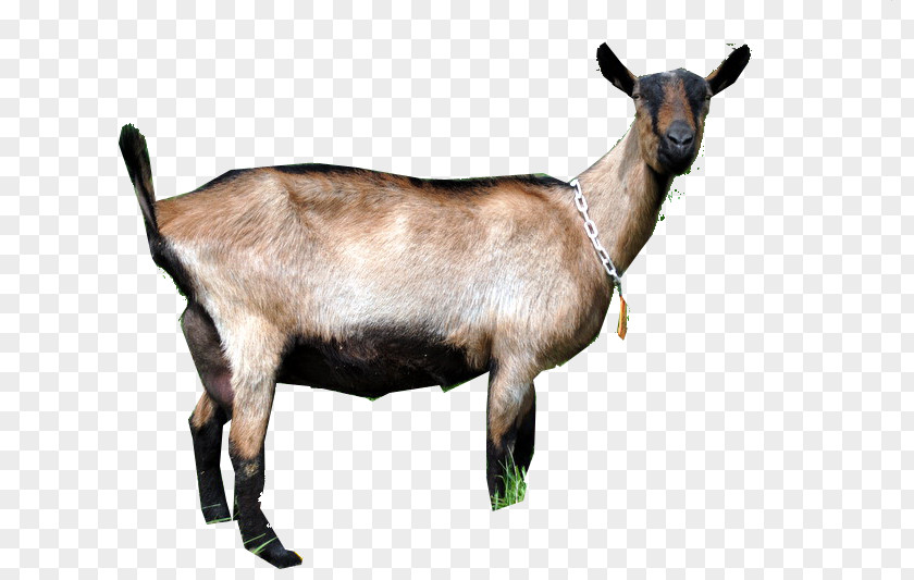 Goat Fauna Terrestrial Animal Wildlife PNG