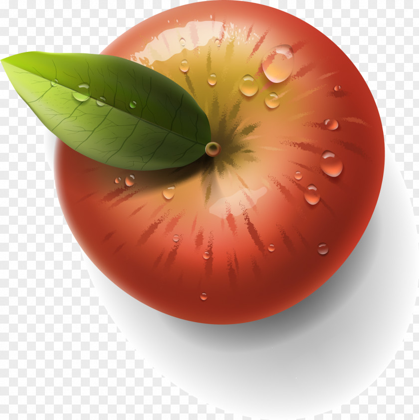 Vector Apple 9 Auglis Clip Art PNG