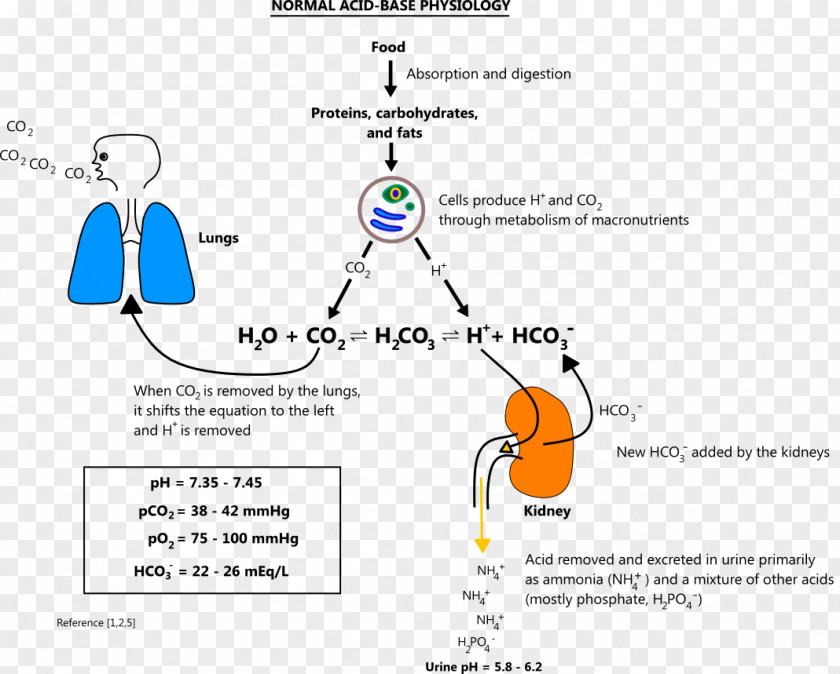 Acidandbase Acid–base Imbalance Reaction Metabolic Alkalosis PNG