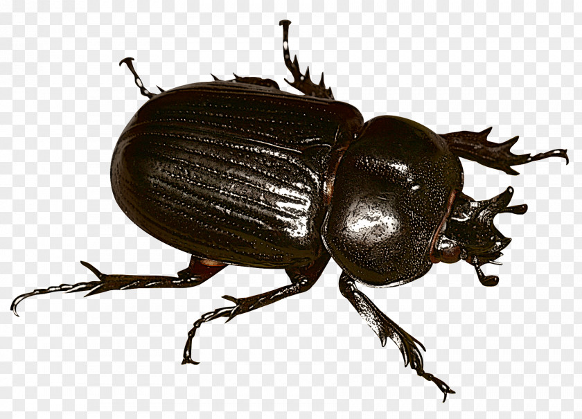 Beetles Japanese Rhinoceros Beetle Stag Dung Weevil PNG