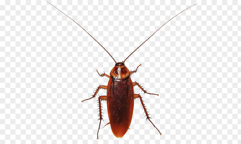 Cockroach American Insect Termite Smokybrown PNG