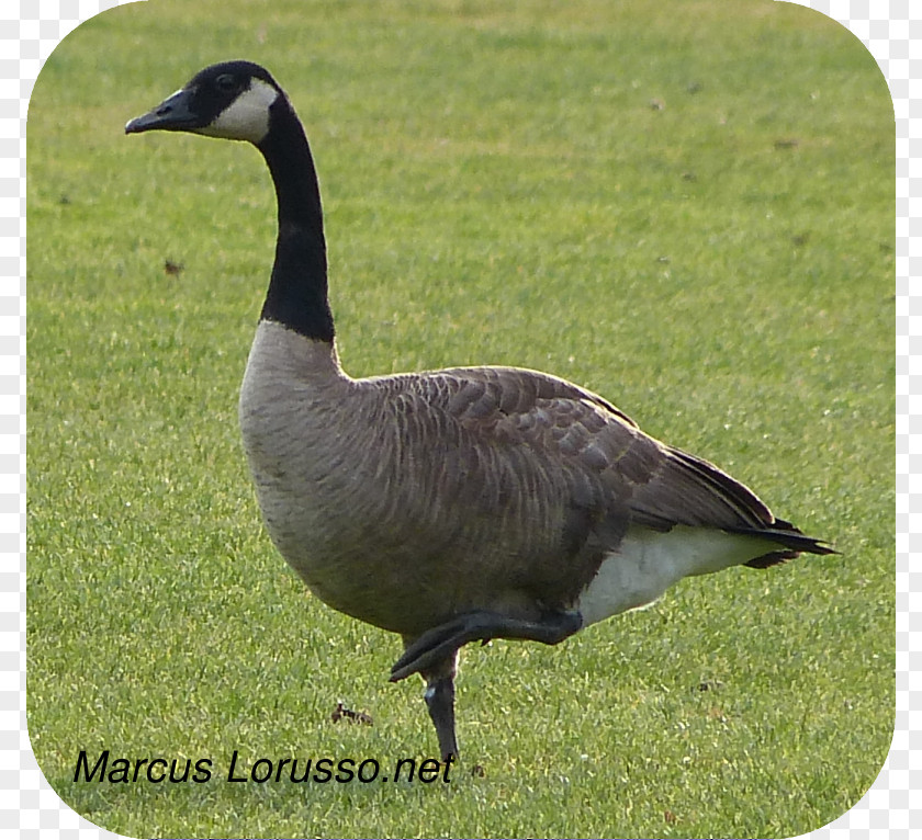 Goose Duck Fauna Ecosystem Fowl PNG