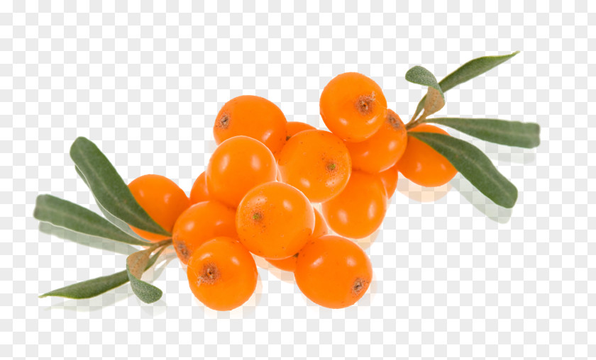 Juice Seaberry Sea Buckthorn Oil Auglis PNG