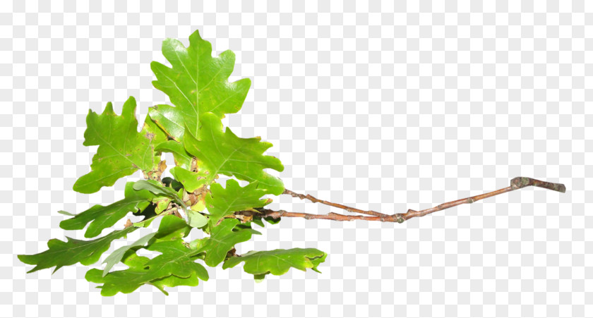 Leaf Twig Tree PNG