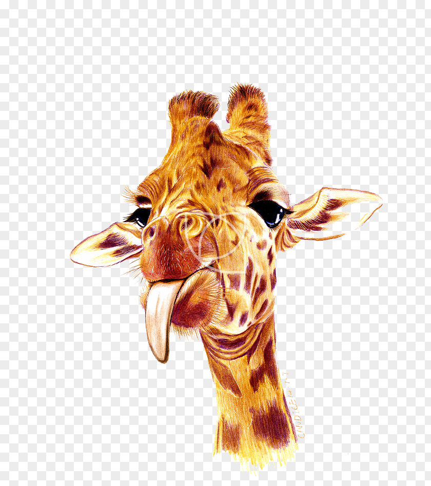 Naughty Giraffe Northern U76eeu9001 PNG
